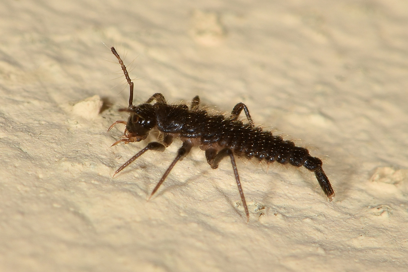Larve di Palaeostigus sp?